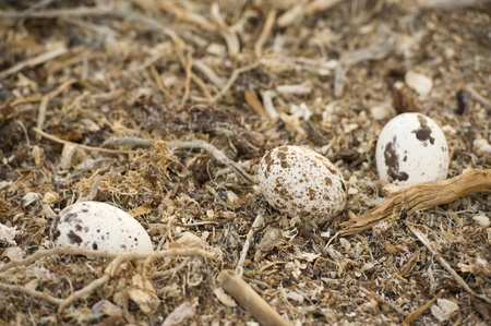 Three eggs of an osprey in a large nestの写真素材
