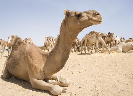 Dromedary camels at an Egyptian marketの写真素材