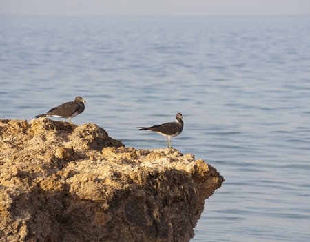 Pair of sooty sea gulls perched on rocks at the coast with sea backgroundの写真素材