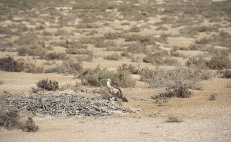 Large Osprey perched on a nest on the ground