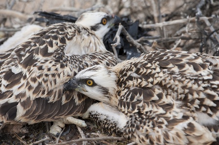 Osprey chicks using their camouflage to hide in a nestの写真素材