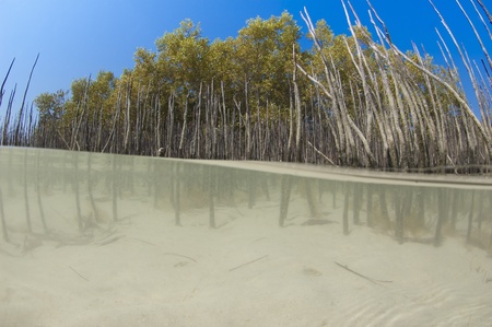 Split image above and below the water of a mangrove tree with roots in lagoonの写真素材