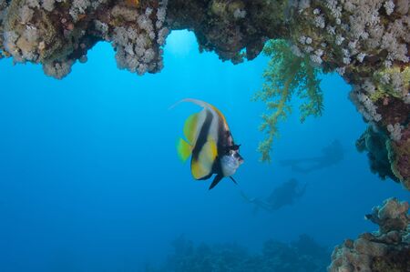 Red Sea bannerfish on a coral reef under an overhang with scuba divers in backgroundの写真素材