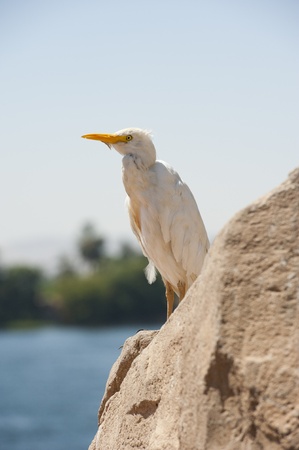 Large cattle egret perched on a rock by a riverの写真素材