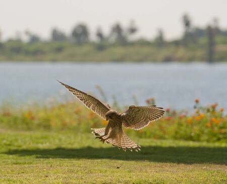 Female common kestrel hunting and flying in to catch preyの写真素材