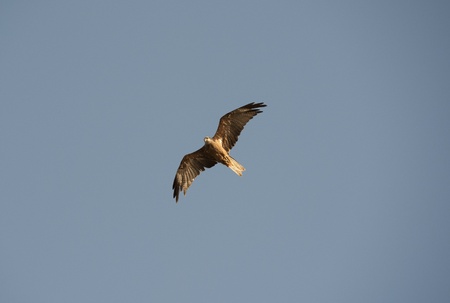 Wild black kite hovering in the sky looking for prey