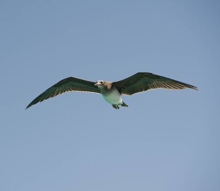 Endangered species of white-eyed gull endemic to the Red Sea in flightの写真素材