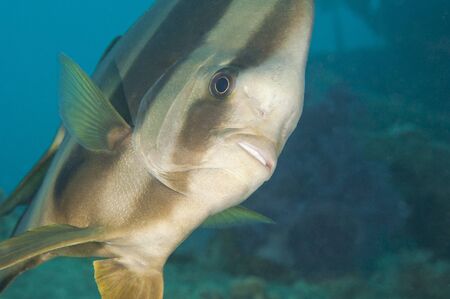 Closeup of a longfin batfish on tropical coral reefの写真素材