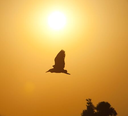 House crow wild bird silhouetted flying at sunsetの写真素材