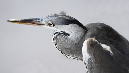 Grey heron Ardea cinerea wild bird isolated on a white backgroundの写真素材