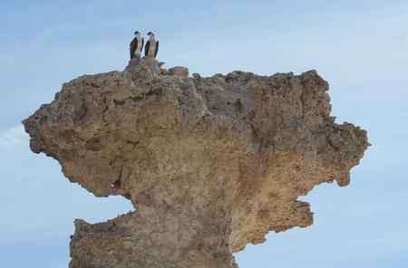 Pair of large wild osprey sea eagle birds perched high up on a desert rock formation