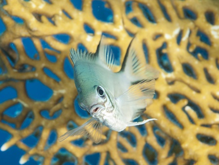 Closeup of a pale damselfish on tropical coral reef underwater