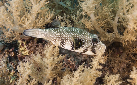 Whitespotted pufferfish amongst soft corals on a tropical underwater reefの写真素材