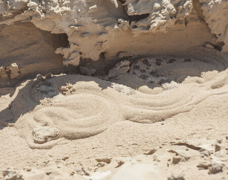 Egyptian desert viper snake cerastes cerastes buried in the sand