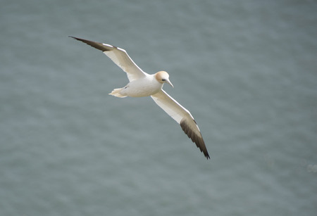 Wild Northern Gannet morus bassanus seabird in flight off english coastlineの写真素材