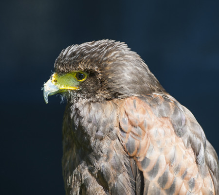 Closeup detail of harrier hawk falcon in captivity on dark background