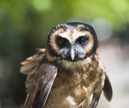 Closeup detail of brown wood owl strix leptogrammicaの写真素材