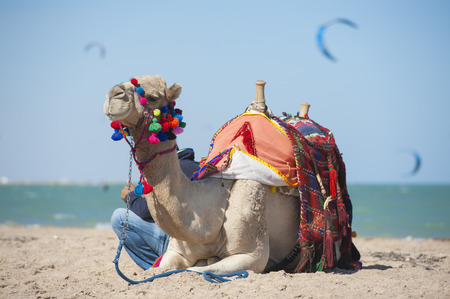 Dromedary camel on egyptian beach in summer with kite surfers in backgroundの写真素材