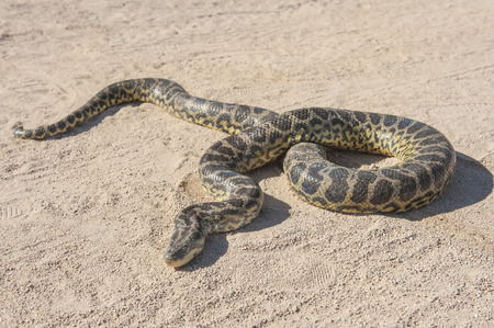 Closeup of desert rock python snake crawling on sandy arid groundの写真素材