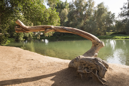 Old tree trunk next to a pond in rural countryside parkの写真素材