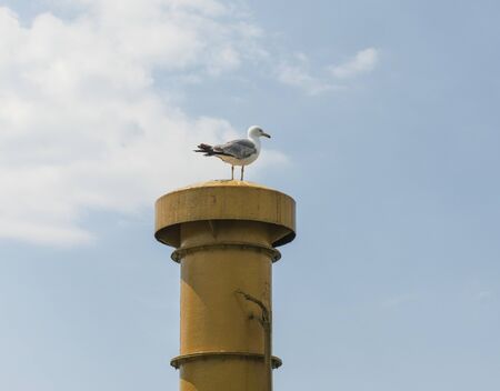 Large herring gull larus argentatus perched on top of ships funnel chimney against blue sky backgroundの写真素材