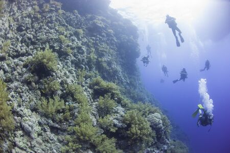 Scuba divers exploring an underwater steep wall tropical coral reefの写真素材
