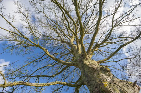 Abstract view towards the sky of a large bare tree in the winterの写真素材