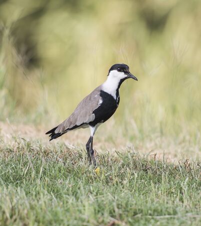 Spur-winged plover lapwing vanellus spinosus stood in grassの写真素材