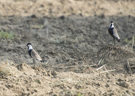 Pair of spur-winged plover lapwing vanellus spinosus stood in a plowed field