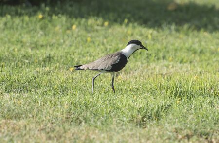 Spur-winged plover lapwing vanellus spinosus stood in grassの写真素材