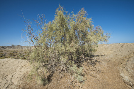 Desert bush vegetation on sand dunes in arid remote landscape environmentの写真素材