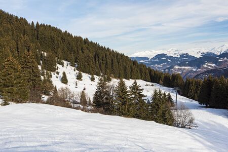Panoramic view down snow covered valley in alpine mountain range with conifer pine treesの写真素材