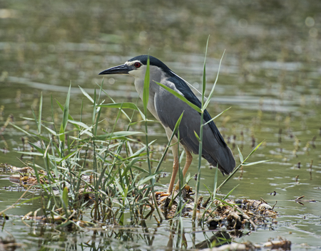 Striated heron butorides striata stood on reeds and plants in rural river scene