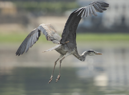 Grey heron ardea cinera in flight over water in rural river sceneの写真素材