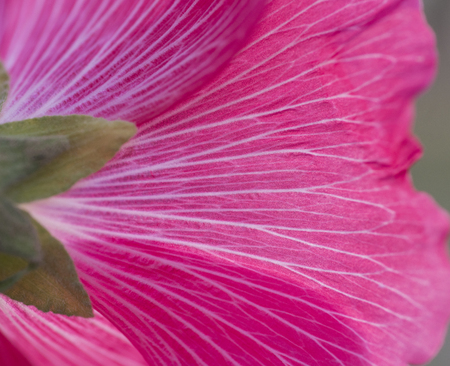 Close-up detail of a red hibiscus rosa sinensis flower petals and stigma in gardenの写真素材