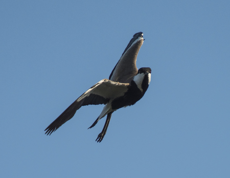 Spur-winged lapwing plover Vanellus spinosus wild bird in flight