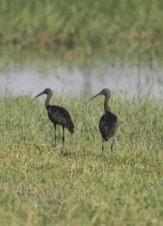 Pair of juvenile glossy ibis Plegadis falcinellus wild bird stood on river bank marshland with grass reeds in foregroundの写真素材