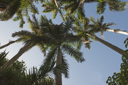 Trees at tropical botanical gardens on Kitcheners Island at Aswan in Egyptの写真素材