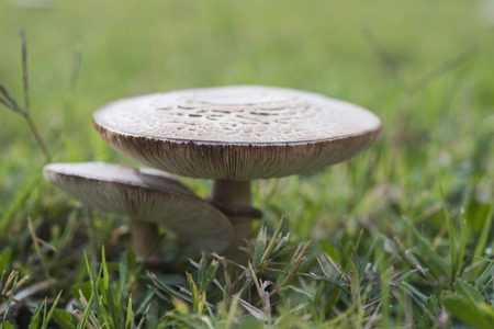Closeup detail of head on field mushroom agaricus campestris growing wild in meadowの写真素材
