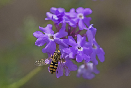 Close-up detail of a hover fly eupeodes corolla on purple Elizabeth Earle flowers Primula allionii in garden during springの写真素材