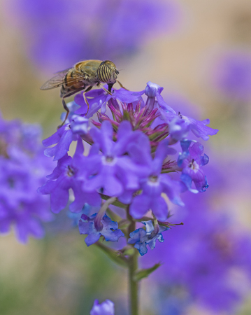 Close-up detail of a flower fly eristalinus taeniops feeding on purple Elizabeth Earle flowers...