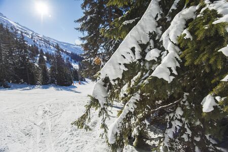 Panoramic view across snow covered alpine mountain ski slope piste in alps with conifer pine trees