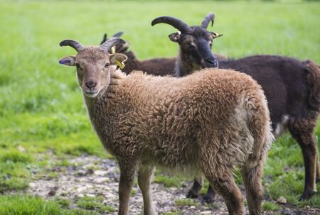 Closeup of young soay domestic sheep livestock ovis aries in field