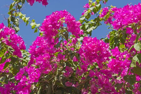 Closeup detail of flowering bougainvillea plant with pink flowers in rural garden setting