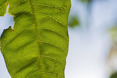 Abstract closeup detail of leaf backlit by sun with veins in rural garden setting