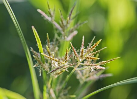 Closeup detail of grass plant in rural garden setting