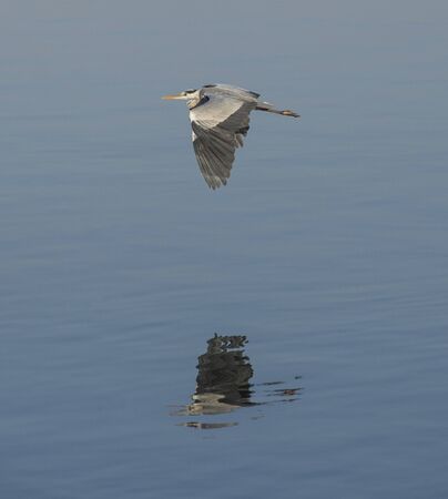 Grey heron ardea cinerea wild bird in flight flying over river water with reflectionの写真素材