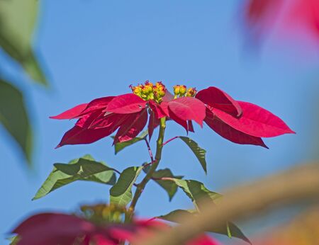 Closeup detail of flowering wild red poinsettia plant euphorbia pulcherrima with yellow flowersの写真素材