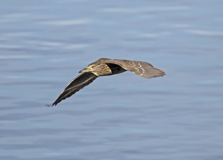 Juvenile night heron nycticorax wild bird in flight flying over river water in rural setting
