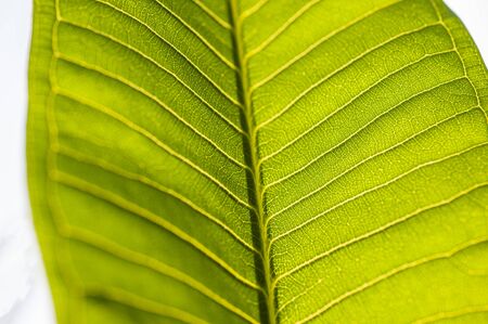 Abstract macro closeup detail of green leaf showing veins isolated on white background concept wallpaperの写真素材